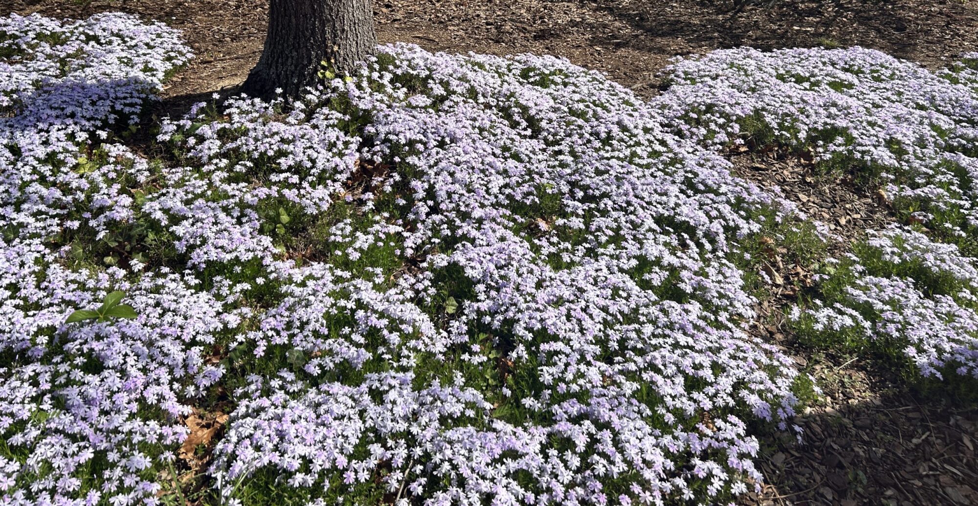 small purple flowers surrounding a tree